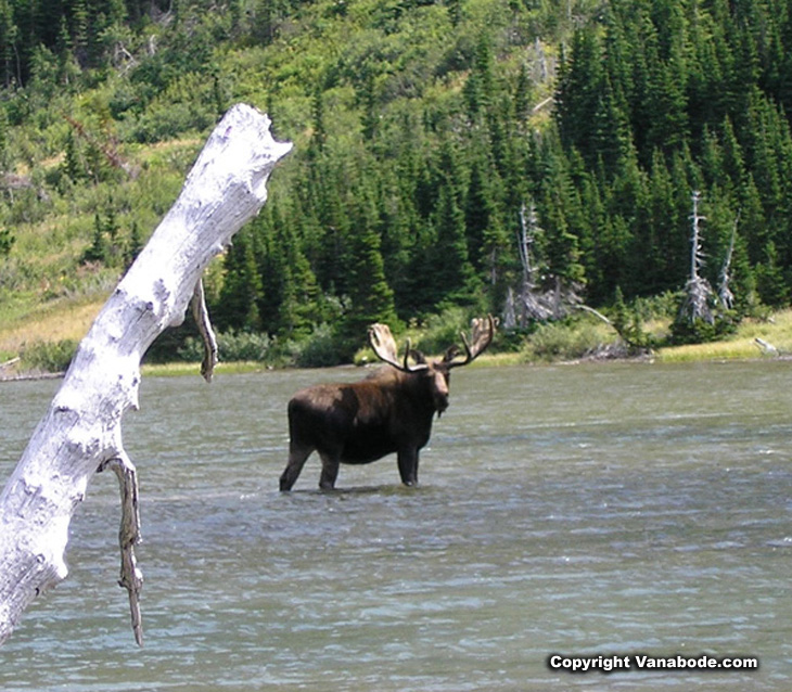 Picture of moose in water at Glacier National Park