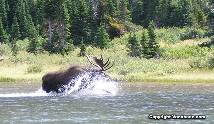 Picture of moose running at Glacier National Park