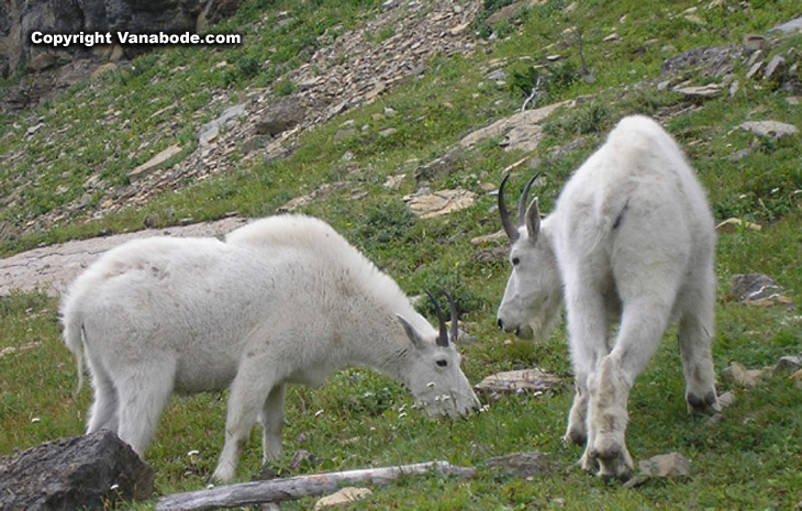 glacier mountain goat picture