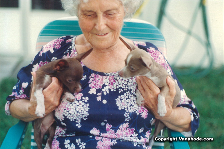 picture of chihuahuas and grandma