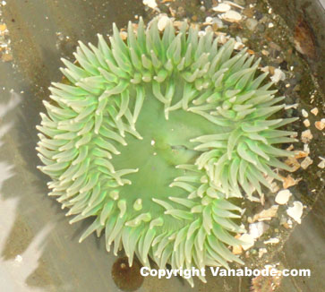 photo of green anemone on beach in washington