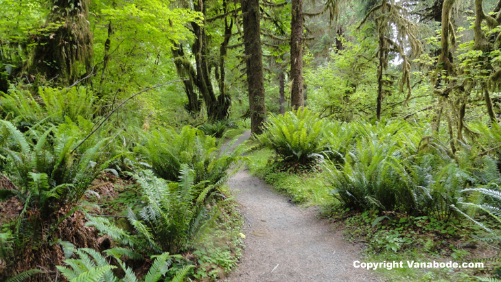 picture of hoh spruce nature trail in olympic national park