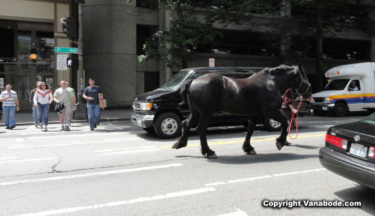 horse in downtown seattle picture