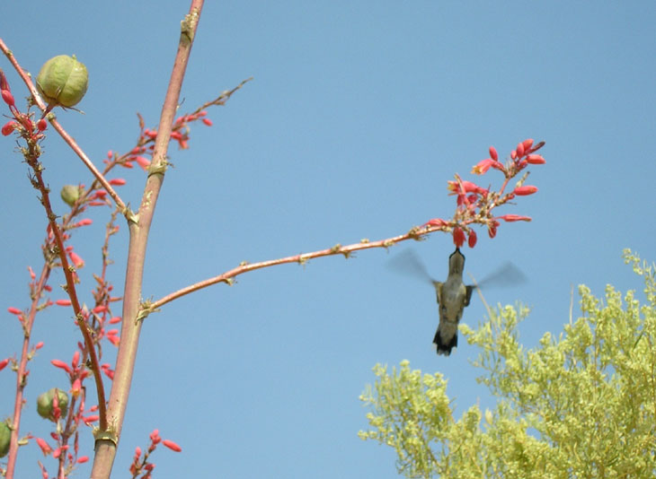 picture of hummingbird at lake powell utah