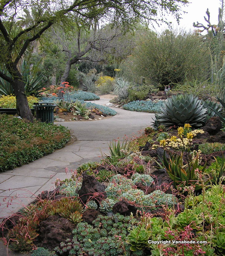 picture taken while walking through the cactus garden at Huntington Library