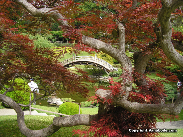 huntington botanical japanese garden japanese maple picture