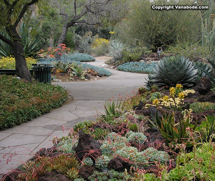 pathway through succulent garden in california picture