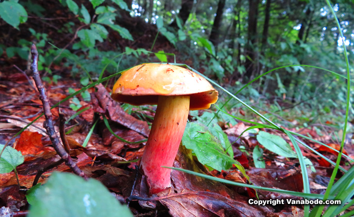 red mushroom inman trail hike new york