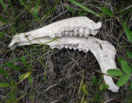 animal jaw found while hiking picture
