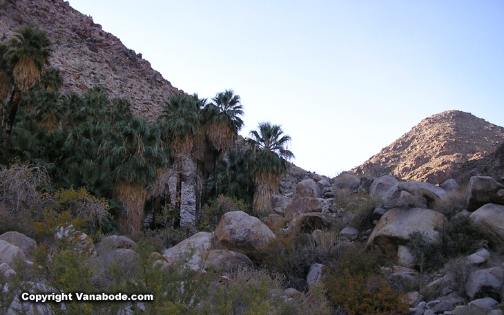 Picture of Joshua Tree 49 Palms Oasis