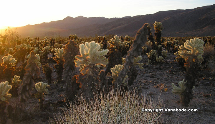 picture taken at sunrise in cholla garden in joshua tree national park