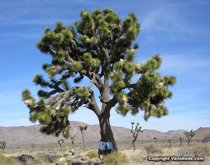 joshua tree picture in national park