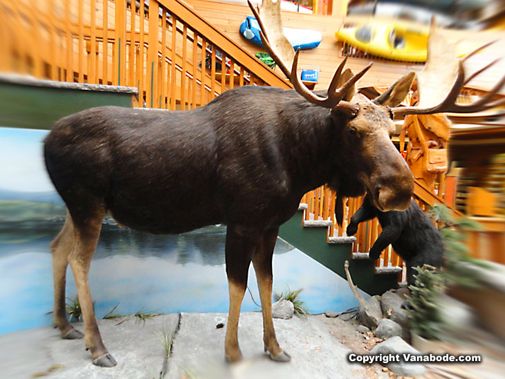 kittery trading post in maine of moose