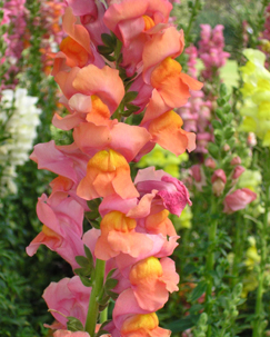 picture of snapdragons in bloom