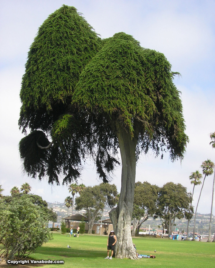 Picture of La Jolla Cove Park in California