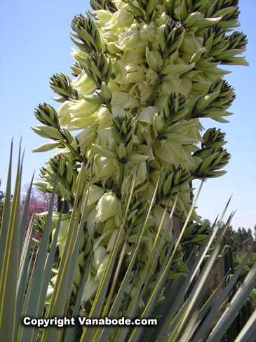 picture of flowering agave at the arboretum botanical gardens