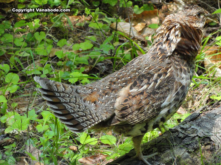 female grouse in lily bay state park