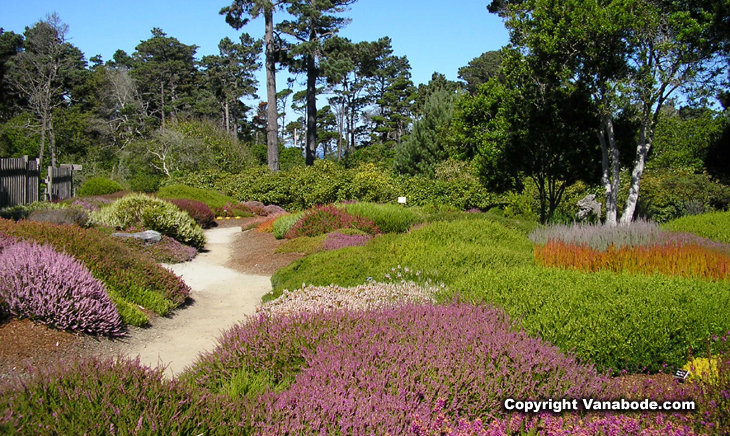 mendocino coast heather garden picture