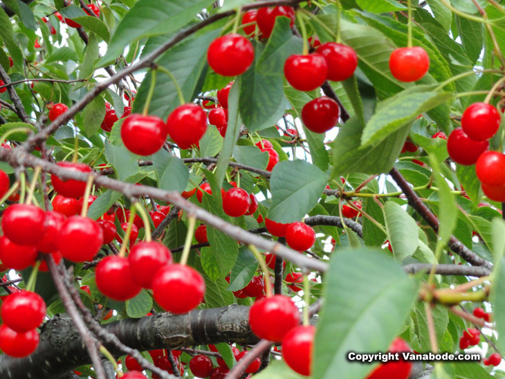 Michigan cherry trees full of fruit - tart and red
