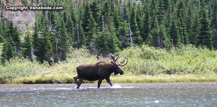 Picture of moose at Bullhead Lake