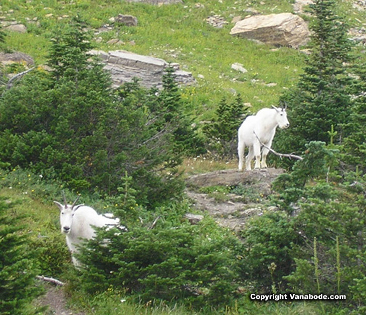 mountain goats in glacier national park picture