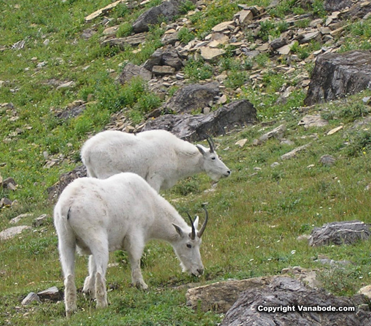 mountain goats glacier picture