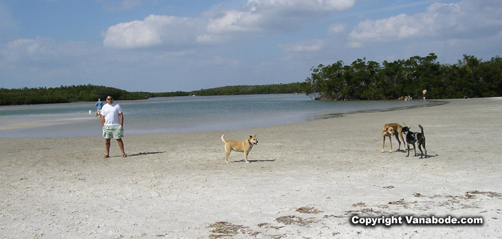picture of dogs at oceans edge in florida