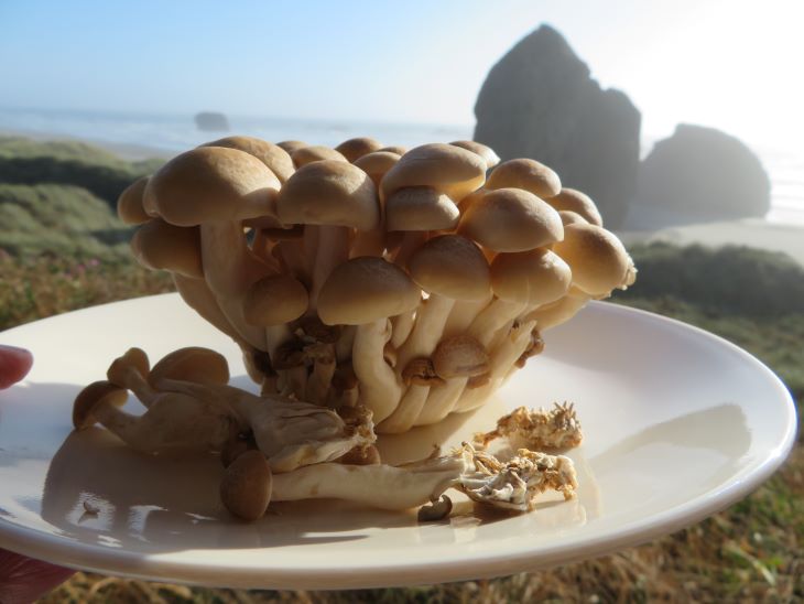 oregon-mushrooms-lunch-ocean