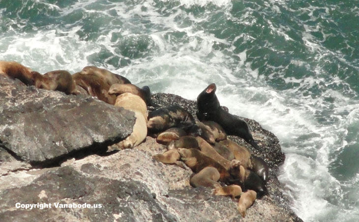 sea lions oregon coast picture