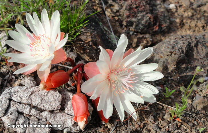 wildflowers spring from the supple desert range in Oregon's  square mountain range