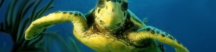 Image shows a wild sea turtle photographed off the coast of Florida