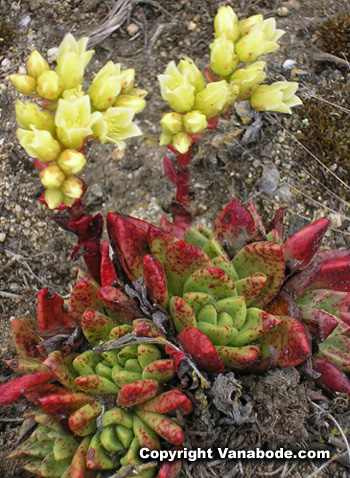 Picture of flowering succulent near Point Reyes Lighthouse