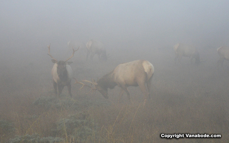 Picture taken during the early morning fog of the Tule Elk at Point Reyes