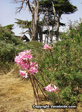picture of wild lilies on tomales point hike