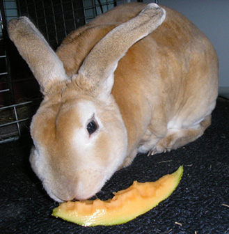 picture of rabbit eating cantaloupe