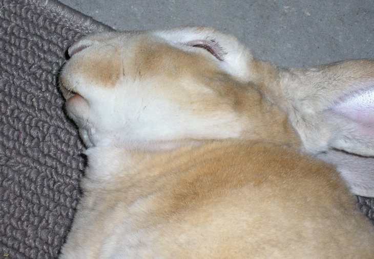 Picture of rabbit snoozing