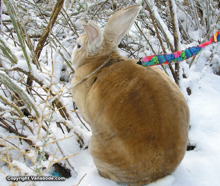 picture of rabbit in snow