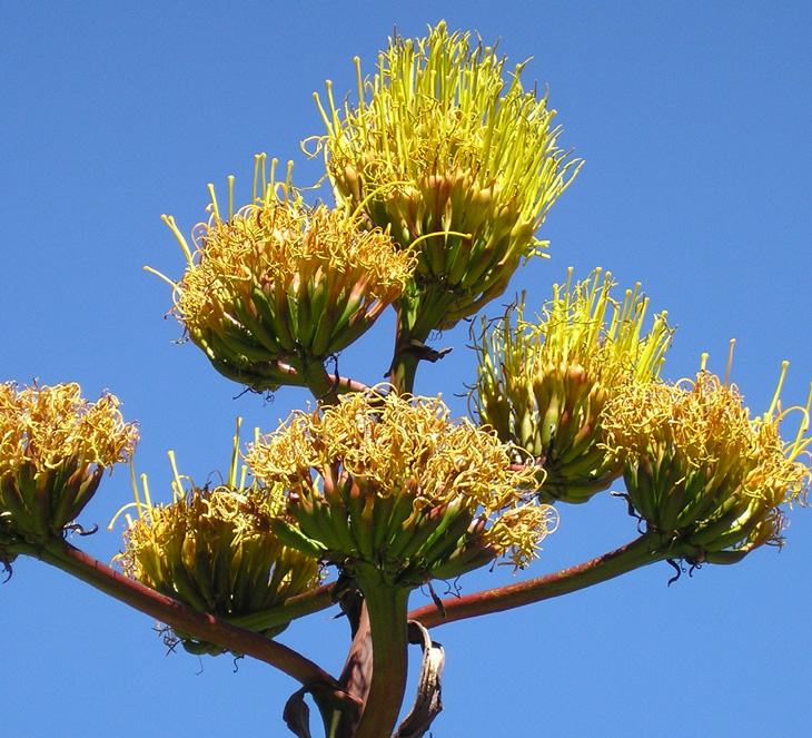 picture of agave in bloom at rancho santa ana botanic gardens california