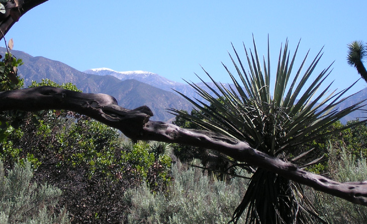 picture of san gabriel mountains seen from rancho santa ana gardens california