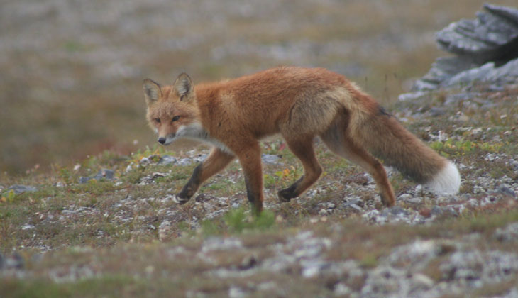 picture of red fox in bering land bridge national preserve alaska