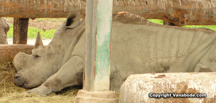 picture of rhino at olympic game farm in washington
