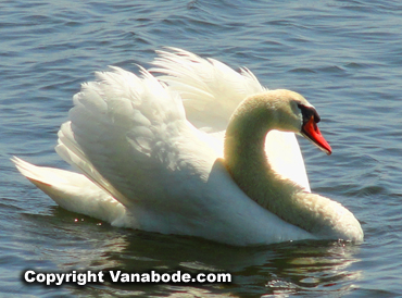 rhode island swan