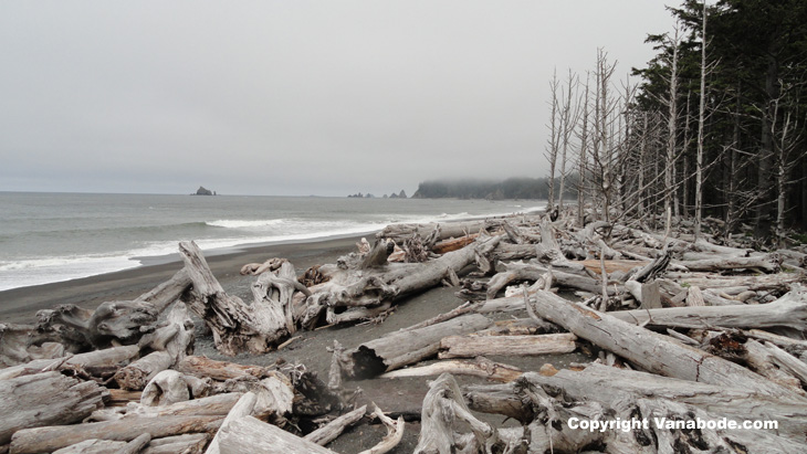 picture of driftwood at rialto beach in olympic national park