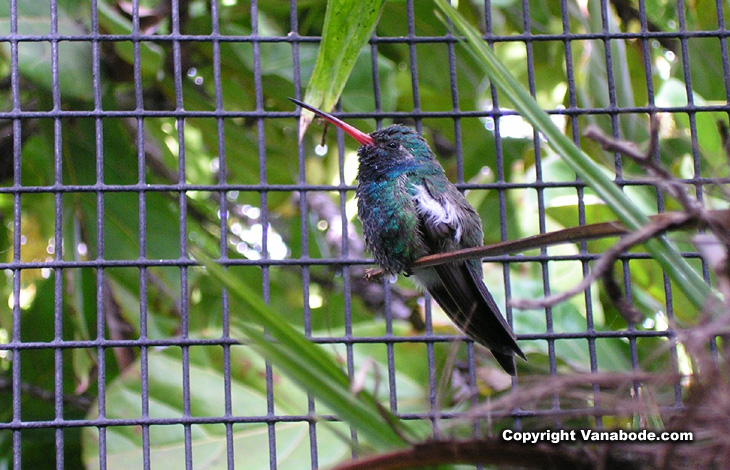 picture of hummingbird in san diego zoo aviary