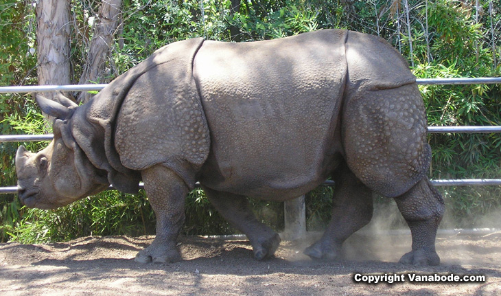 picture of rhinoceros in zoo in san diego