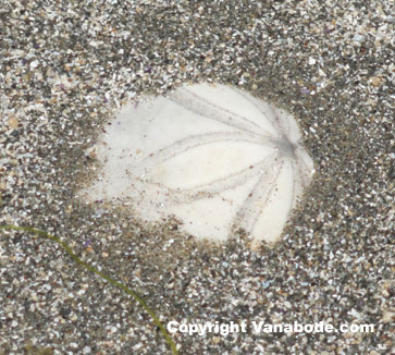 picture of sand dollar on beach in washington
