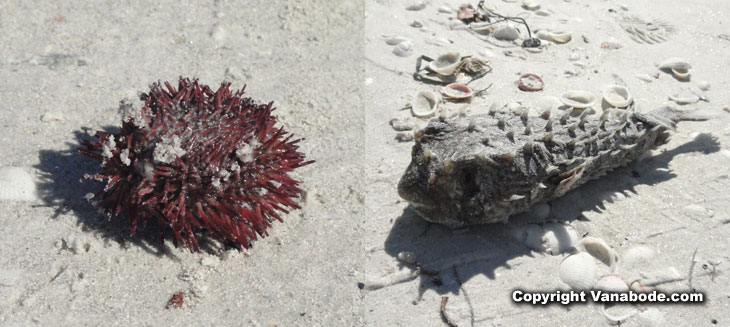 picture of sea urchin and puffer fish on sanibel island