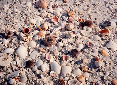sanibel island beach shells picture