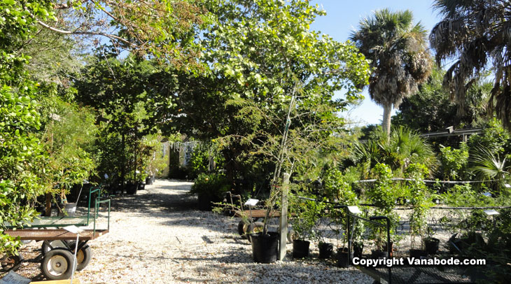 picture of florida native nursery on sanibel island