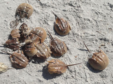 horseshoe crabs on sanibel beach picture